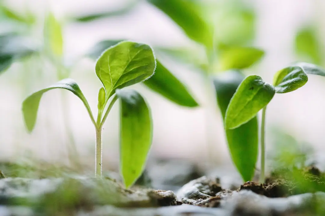 Jardiniers réunis autour d’une table de plants étiquetés, prêts à échanger conseils, graines et boutures