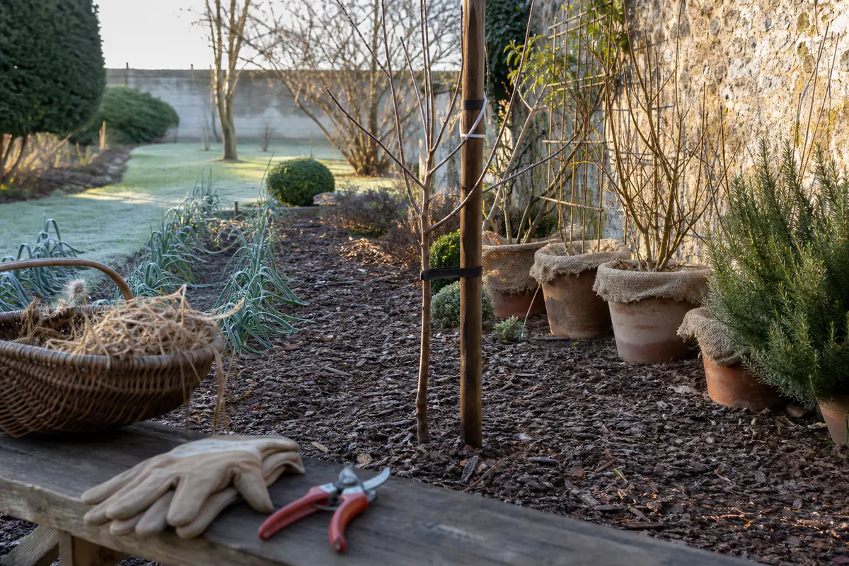 Jardin français en hiver avec potager paillé, jeune arbre tuteuré et plantes en pots protégées du gel