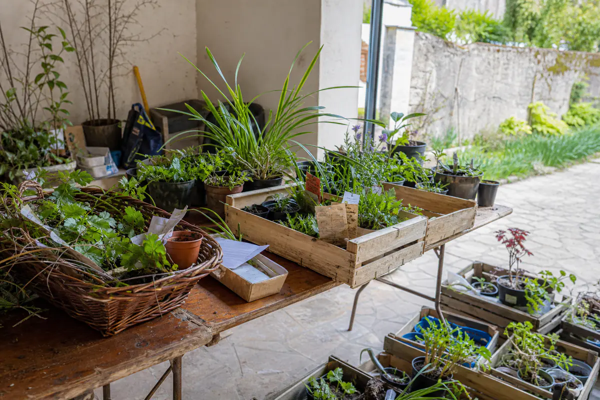 Jardiniers échangeant des godets étiquetés, graines et boutures sur une table lors d'un troc convivial