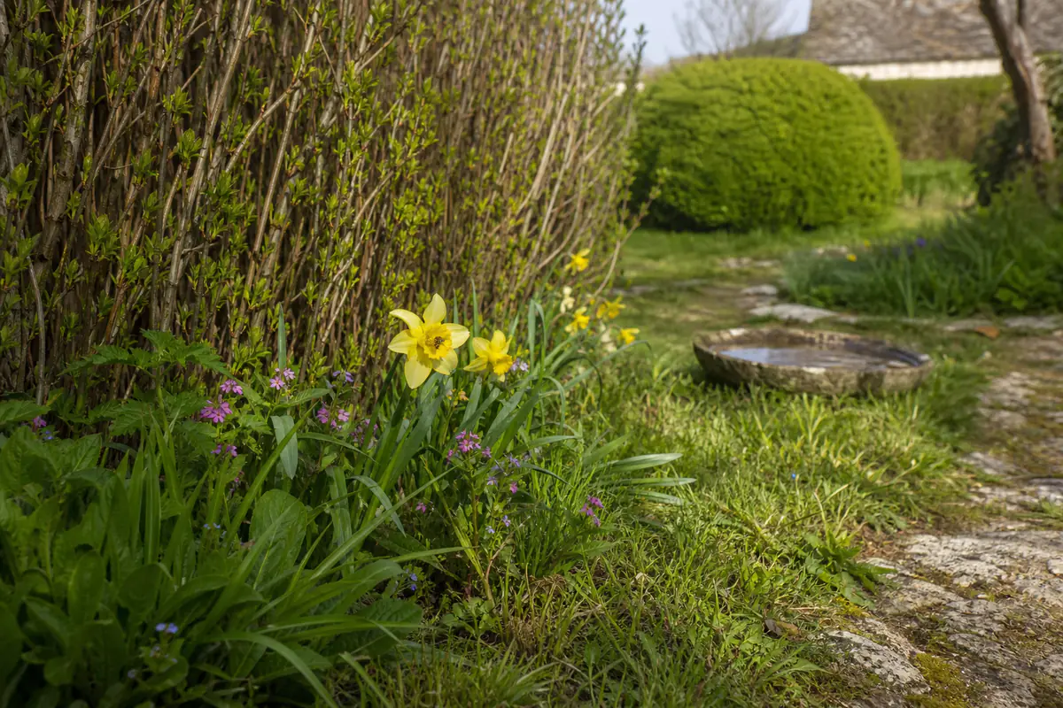 Jardin français au début du printemps avec bourgeons, fleurs précoces, herbes hautes et abeille butinant