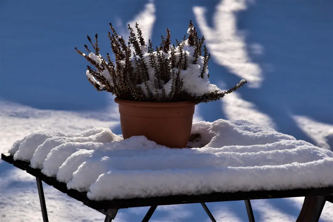 Jardin de montagne enneigé avec potager paillé, châssis froid et arbustes protégés durant un redoux hivernal