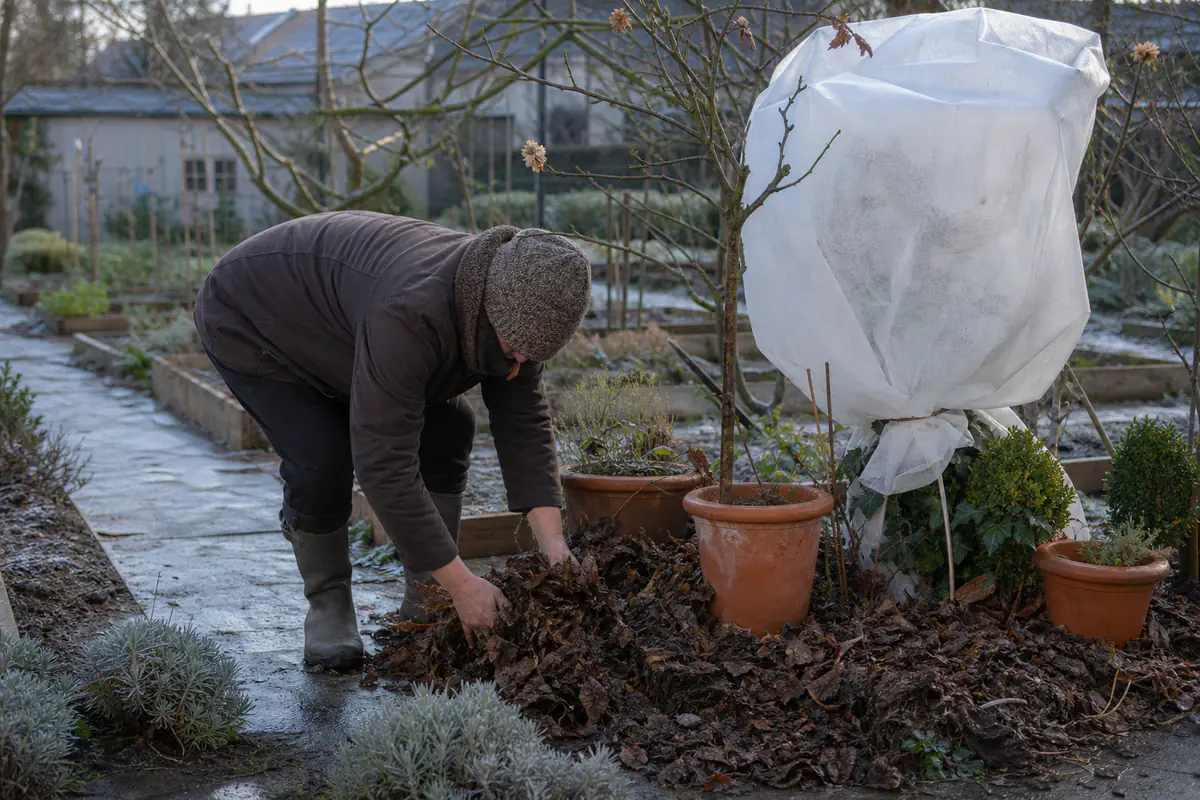 Un jardinier dans un jardin français de janvier protège des pots avec paillage et voile d’hivernage