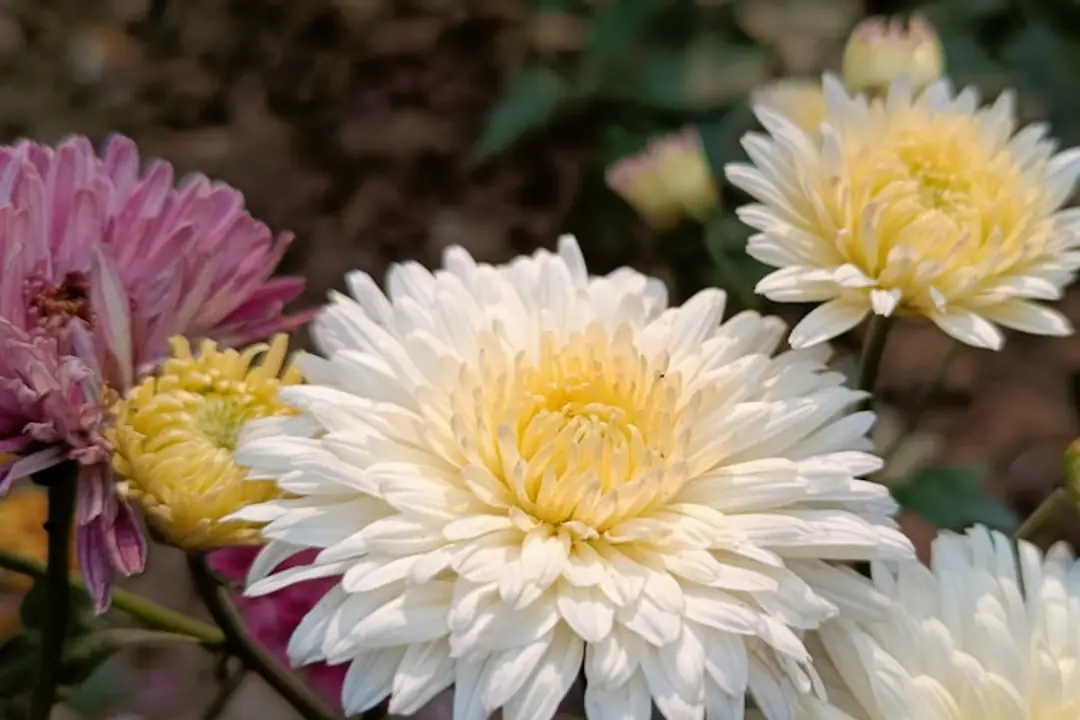 Jardinier paillant un massif abrité en décembre dans un jardin côtier venteux de Cornouailles