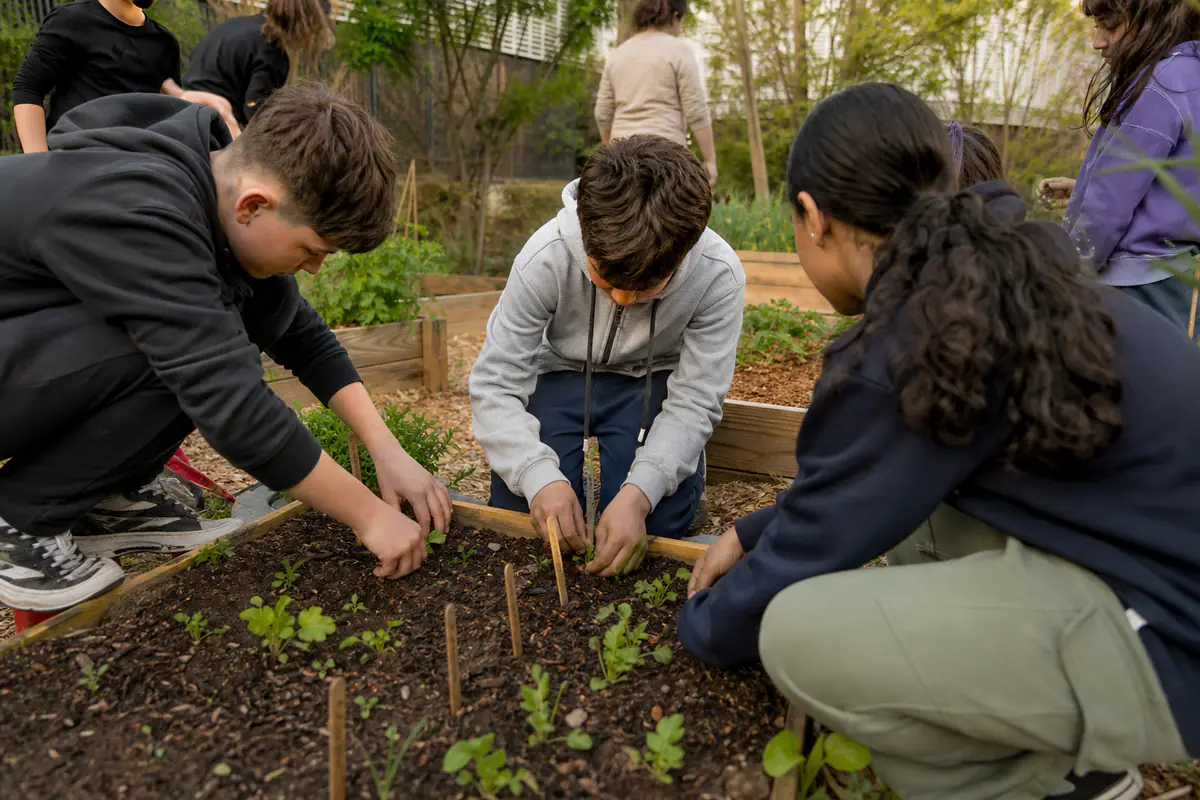 Élèves de collège en petits groupes semant des radis dans des bacs potagers, avec outils manuels et paillage.