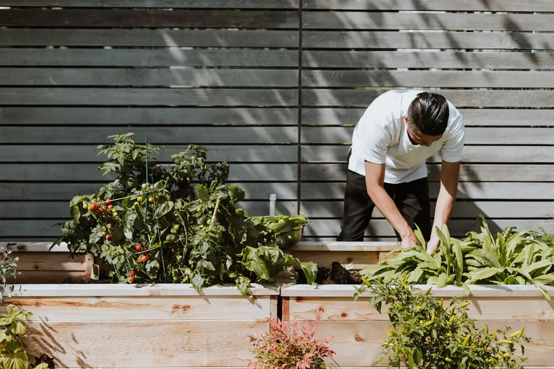 Jardinier paillant un potager en septembre, avec semis d’automne et vivaces prêtes à être divisées