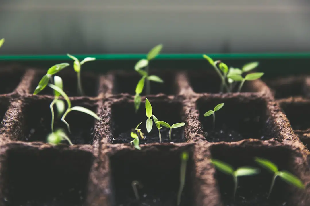 Jardinier agenouillé sur un coussin désherbant un potager paillé avec une petite griffe à main