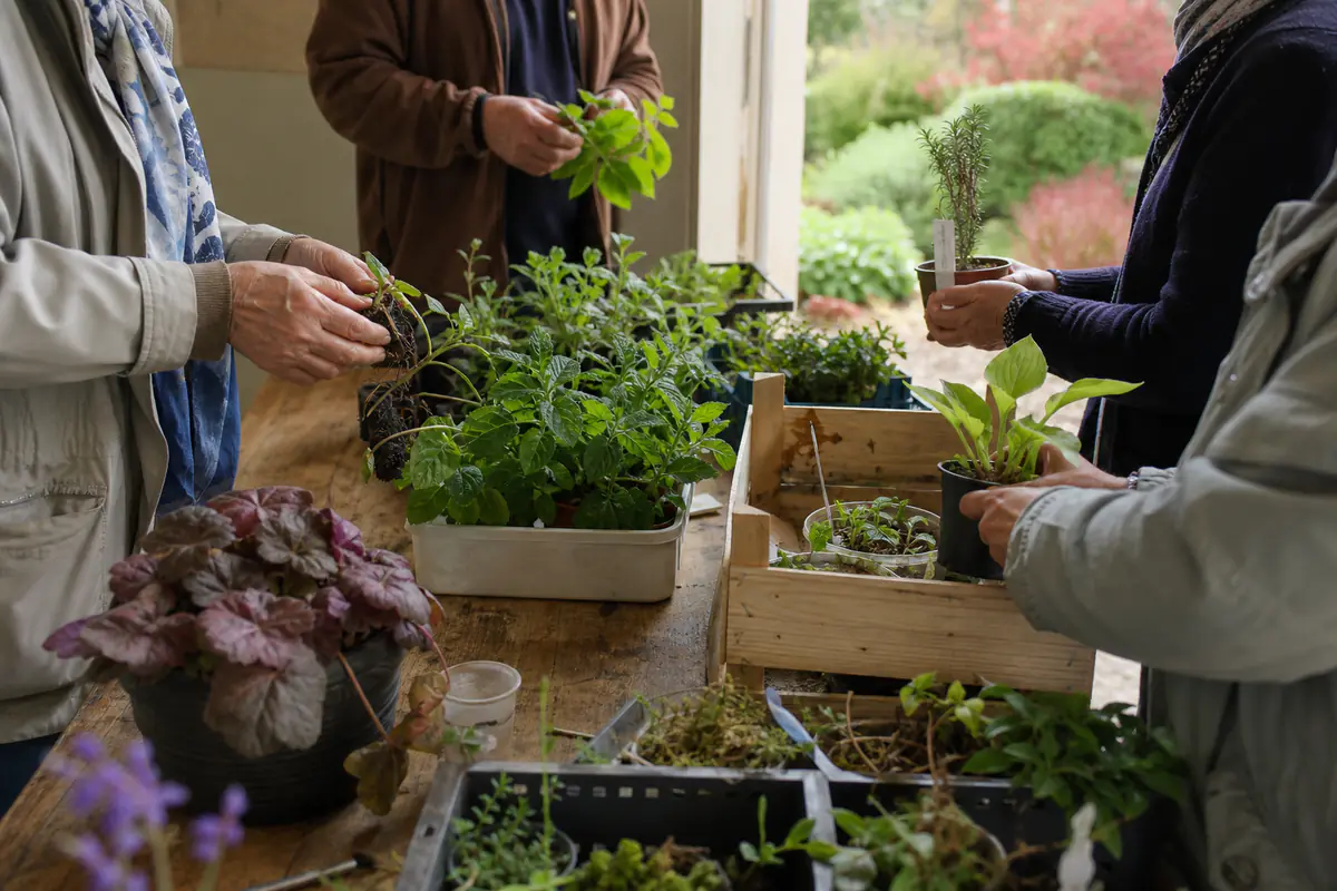 Jardiniers échangeant des godets de vivaces, graines et boutures sur des tables lors d’une bourse aux plantes