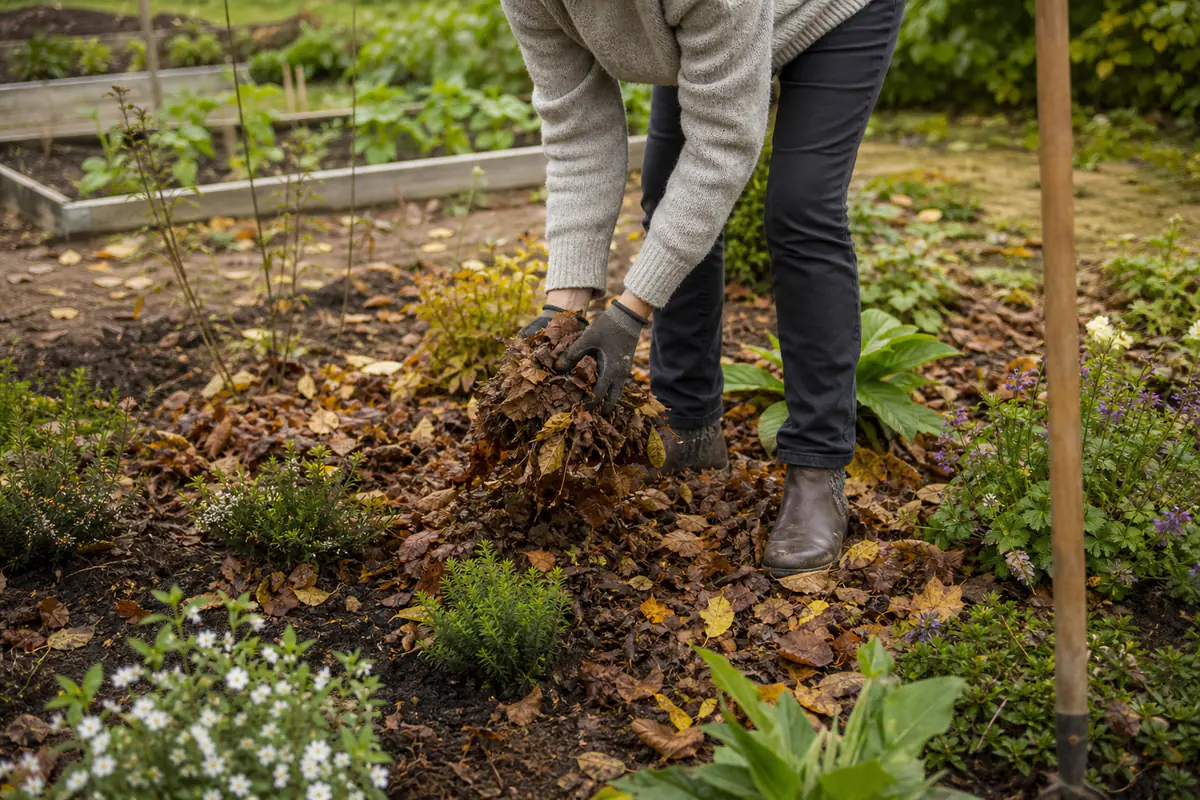 Jardinier débutant paillant un massif d’automne près de bulbes et d’arbustes fraîchement plantés