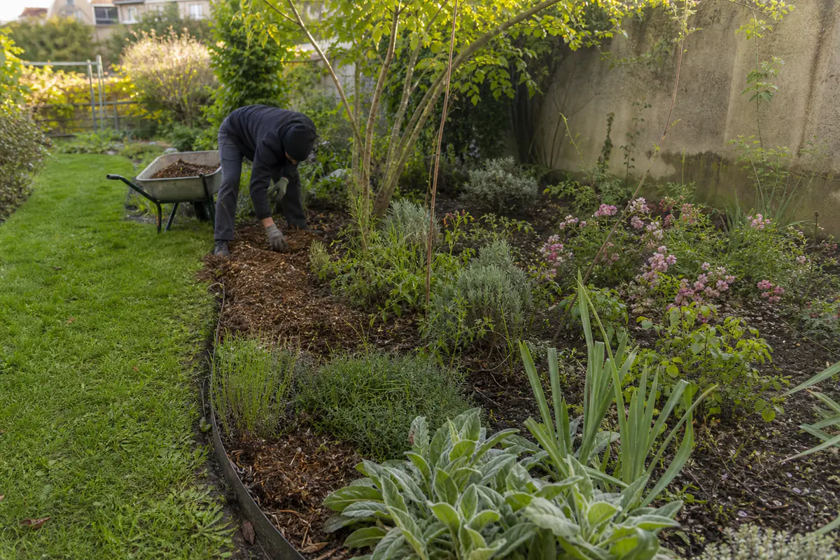Jardinier indépendant préparant une bordure paillée dans un petit jardin français avec outils et brouette
