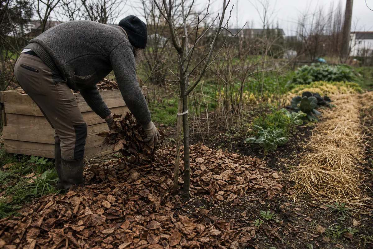 Jardinier posant un paillage de feuilles au pied d’un jeune arbre dans un jardin français d’hiver