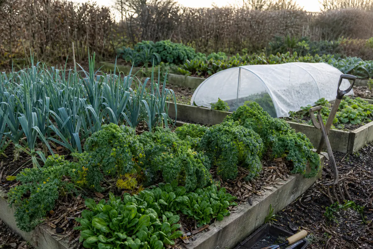 Potager français en hiver avec choux, poireaux paillés et tunnel bas dans une lumière froide naturelle.
