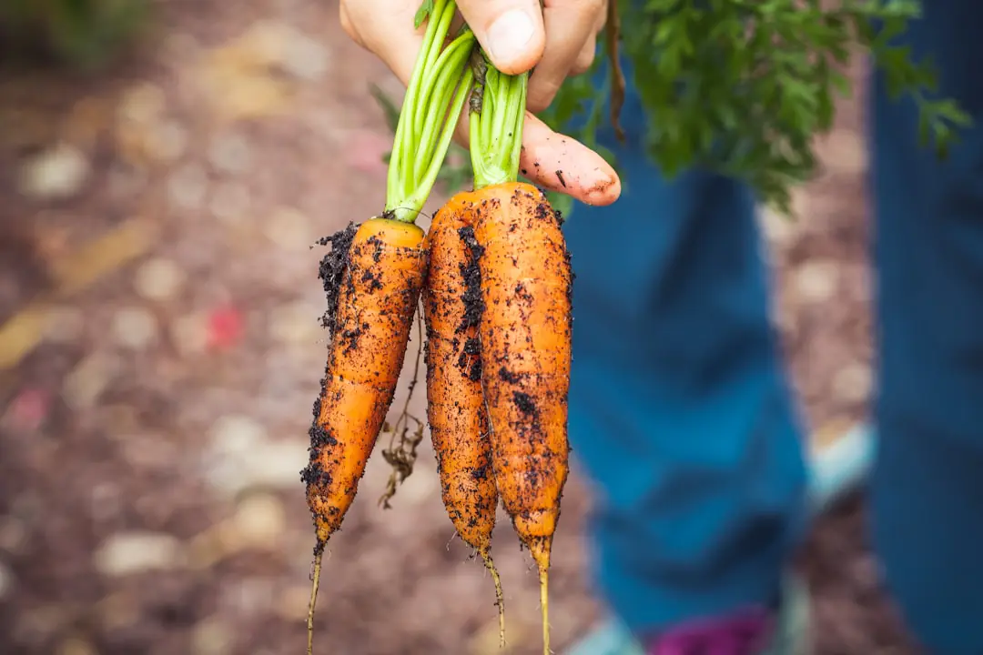 Jardinier observant un potager paillé en janvier, par temps doux, avec outils propres et arbres dénudés