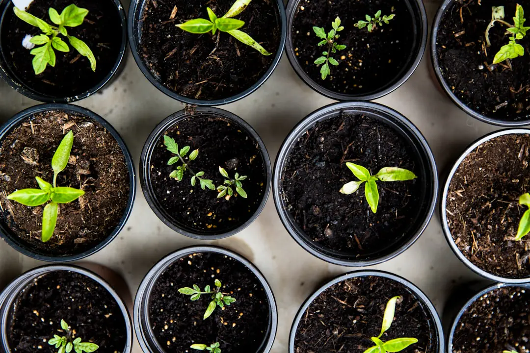 Jardin français de rentrée avec potager paillé, semis verts, vivaces fleuries et outils posés près d’un arrosoir