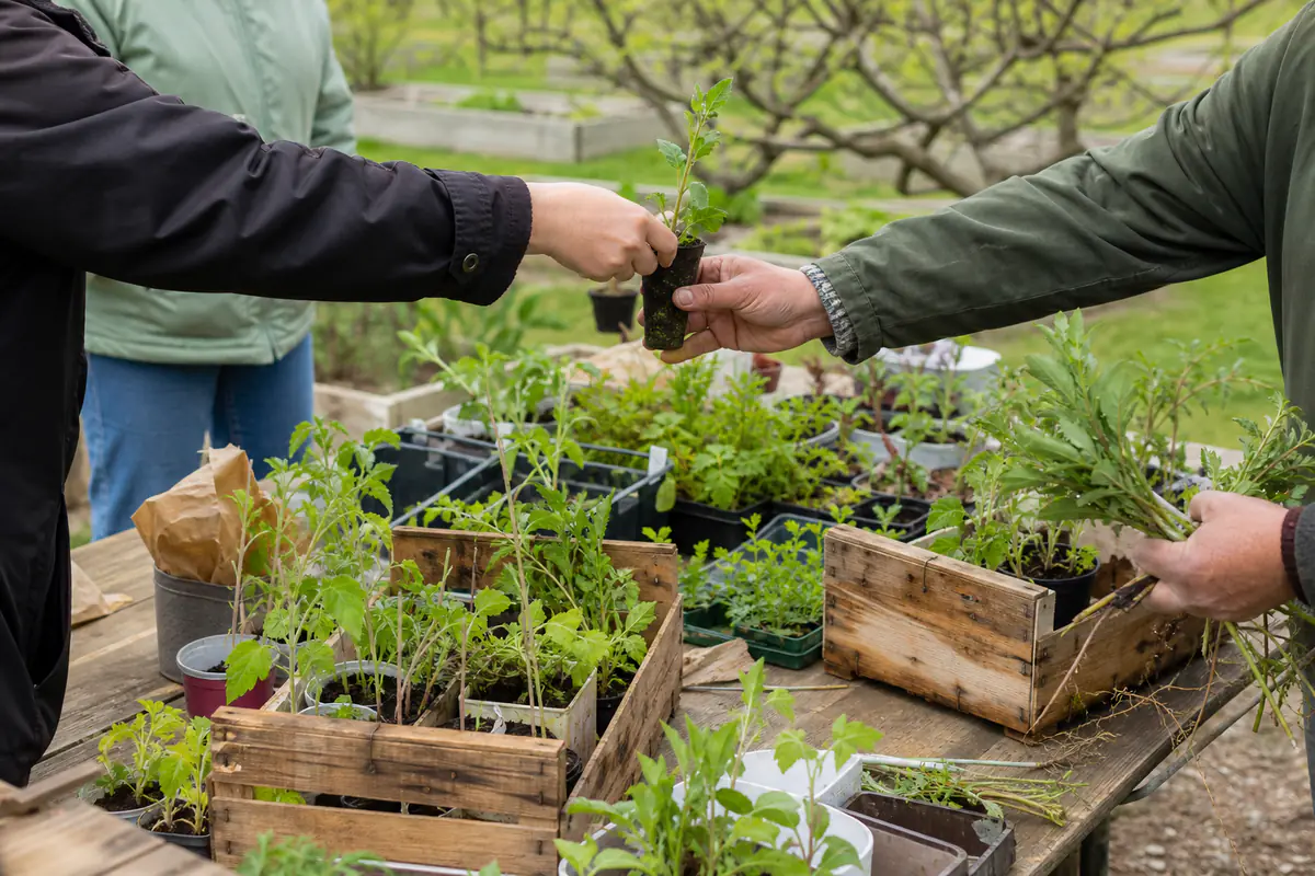 Jardiniers échangeant des plants étiquetés lors d’une bourse aux plantes dans un jardin communal français