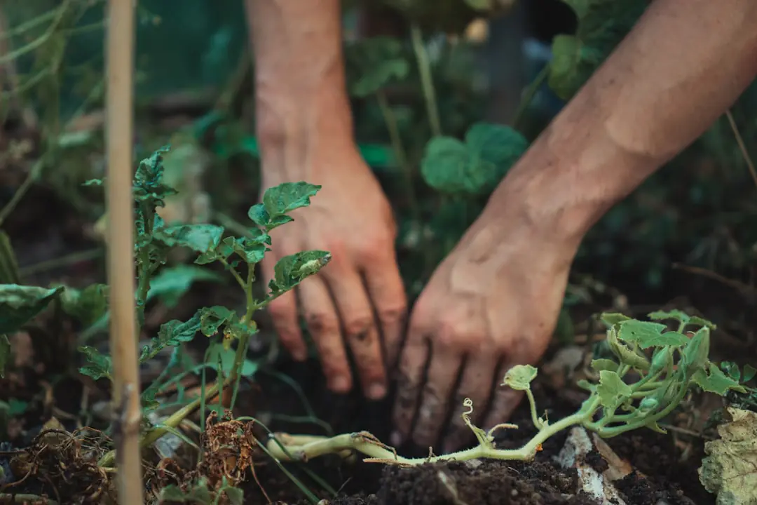 Élèves en petits groupes semant des graines dans des bacs potagers, sous la surveillance d’un adulte au jardin scolaire.