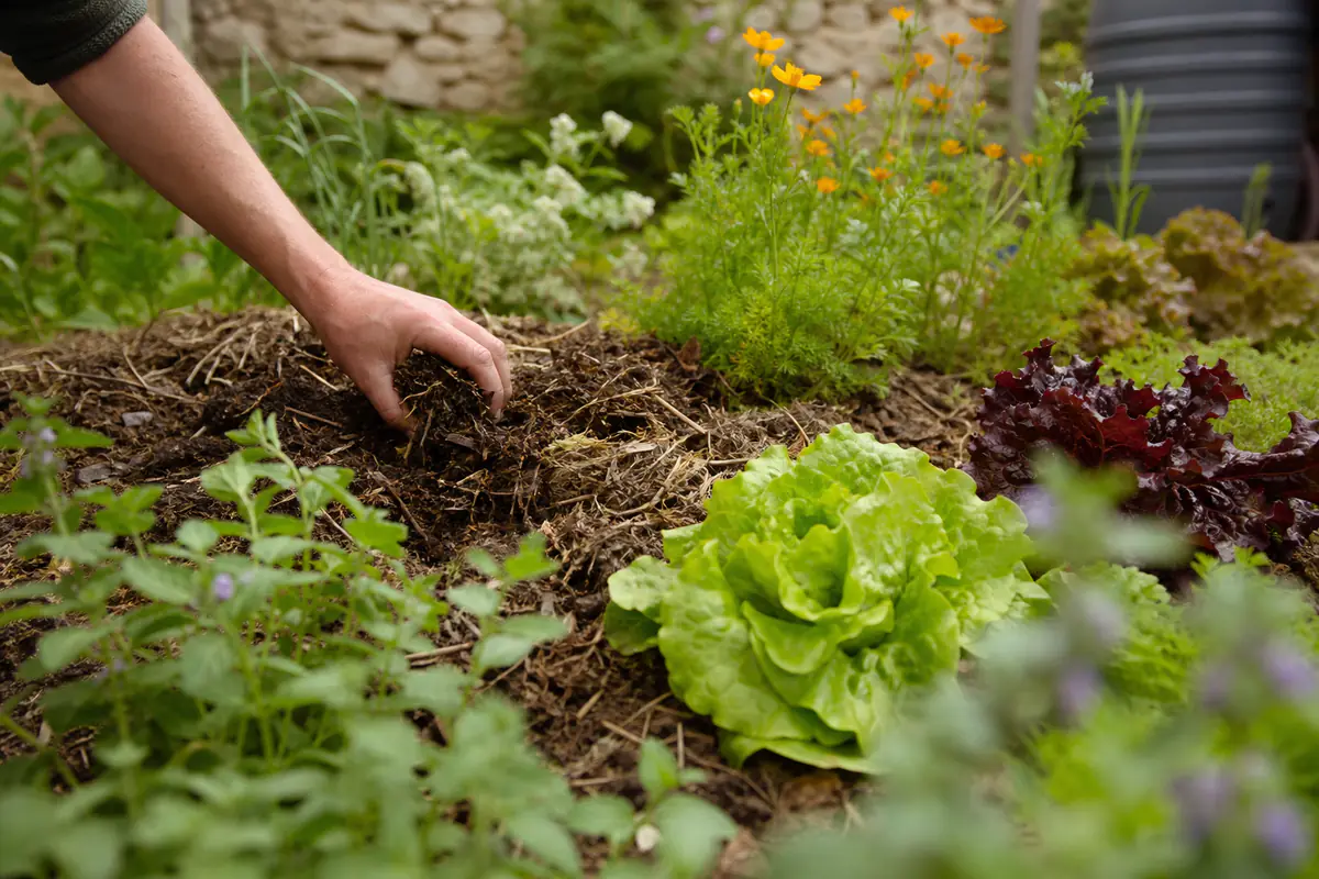 Jardin français naturel mêlant potager fleuri, paillage organique, récupérateur d’eau et plantes mellifères