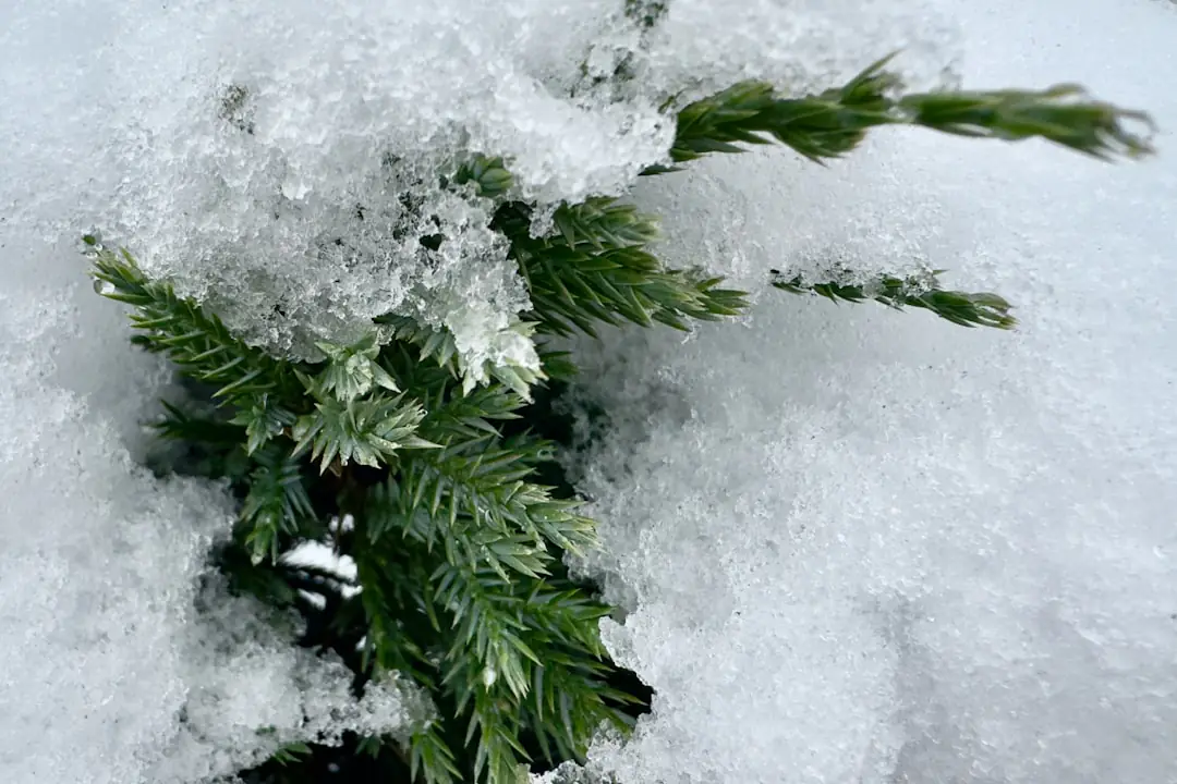 Jardin français en hiver avec potager paillé, arbustes caducs et jardinier vérifiant une plante en pot