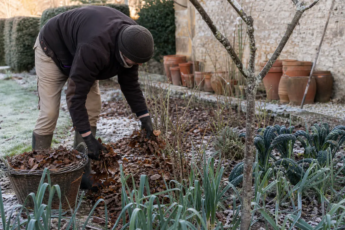 Jardinier français paillant des rosiers et récoltant des poireaux dans un potager givré de janvier
