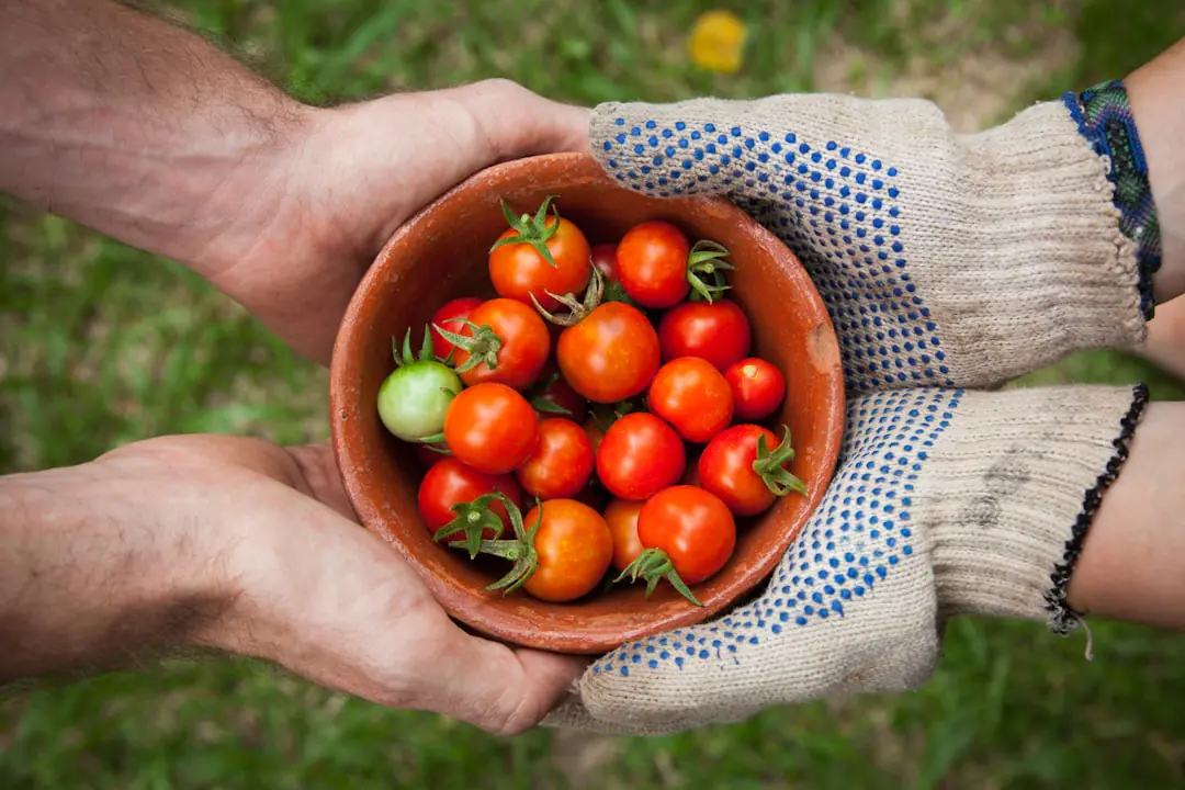 Jardinier consultant un robot IA sur tablette devant tomates, hortensia et outils dans un jardin français