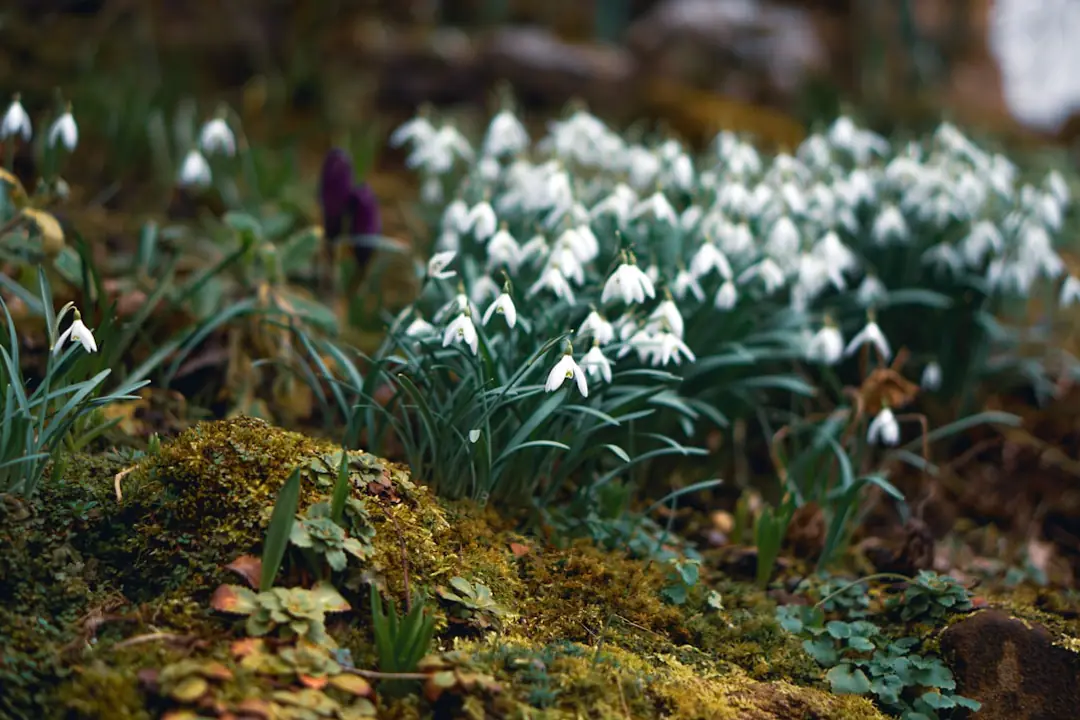 Jardin français en automne avec potager paillé, pots regroupés et voile d’hivernage avant le froid