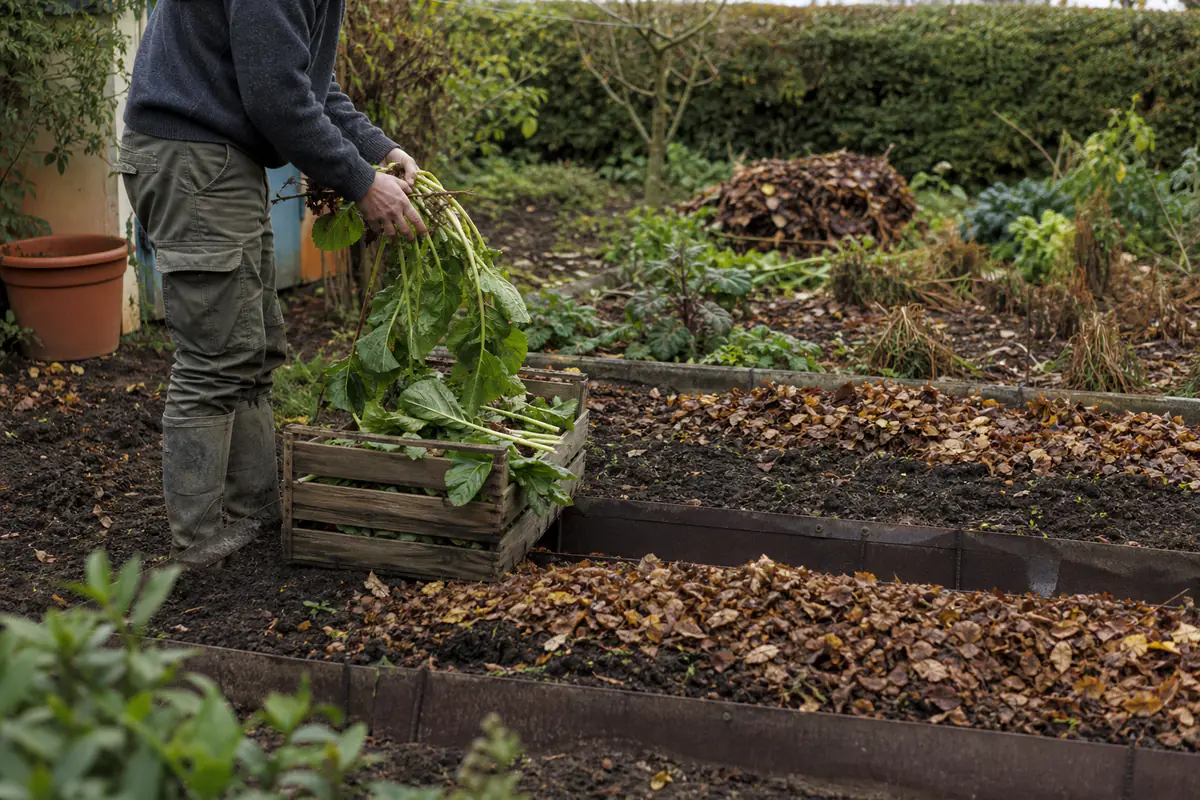 Jardin potager français en automne, feuilles triées et paillage posé avant l’hiver près de planches cultivées