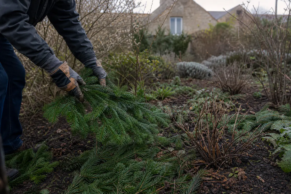 Branches de sapin de Noël non décorées étalées en paillage au pied d’arbustes dans un jardin d’hiver français