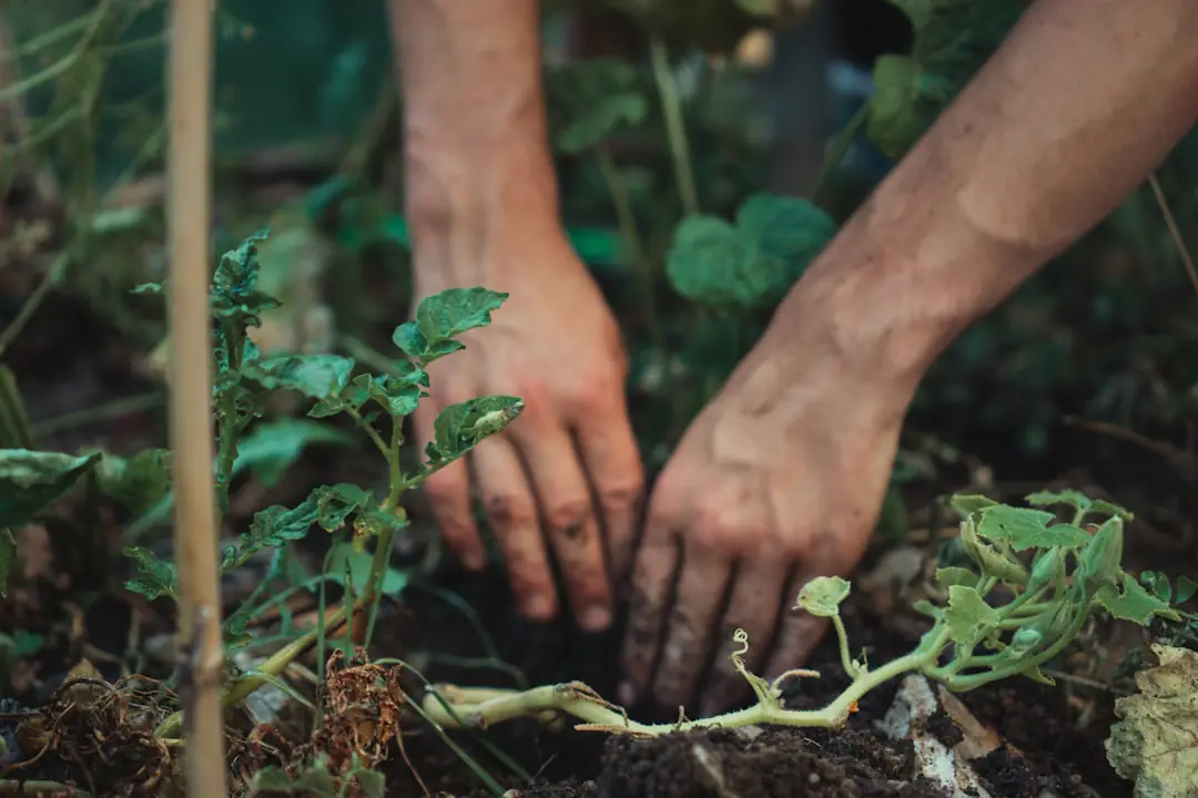 Jardin familial en fin d’été, potager paillé et feuillage doré sous une lumière douce avant les premières neiges