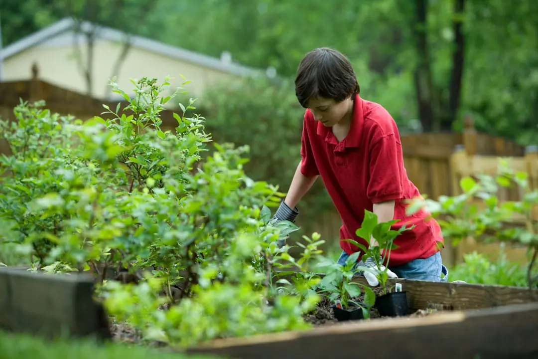 Jardin français en décembre avec potager paillé, jeune arbre planté et feuilles mortes conservées en massif