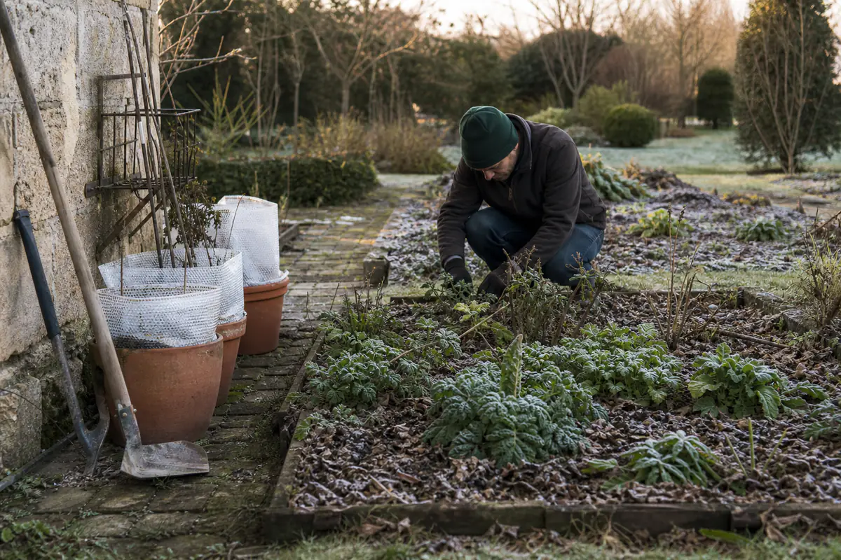 Jardinier observant un potager hivernal au sol gelé, avec paillage et outils rangés près d’un abri