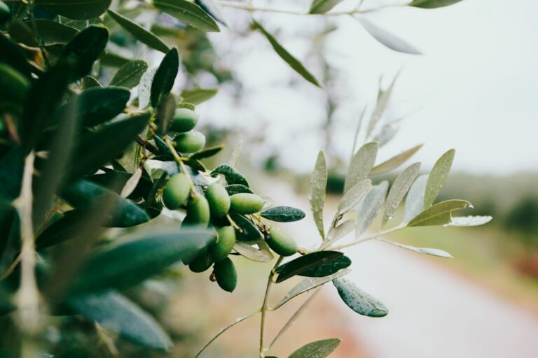 découvrez les secrets de la récolte des olives : des méthodes traditionnelles à la cueillette moderne, plongez dans un monde où la qualité de l'huile d'olive commence dès la récolte. apprenez les meilleures pratiques et l'importance de chaque variété pour une huile d'olive exceptionnelle.