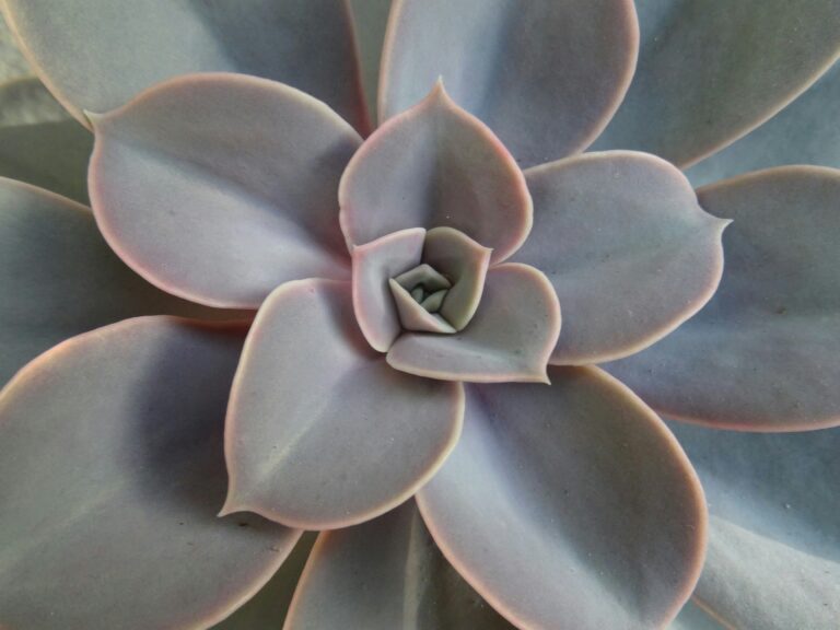 découvrez notre sélection de plantes vivaces pour un jardin durable et coloré. retrouvez une large gamme de variétés adaptées à votre environnement.