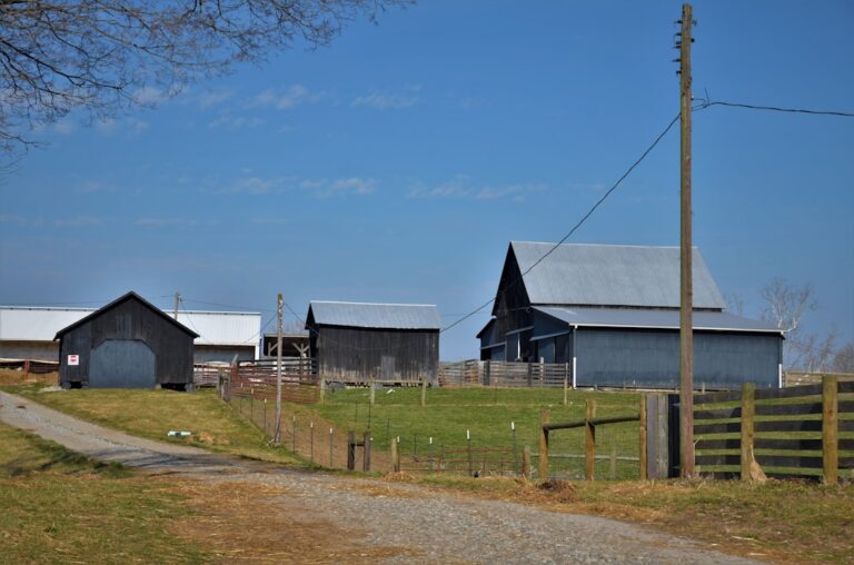 découvrez l'albany agricultural show, un événement familial en plein air mettant en avant l'agriculture locale, des concours, des animations, des produits frais et des activités pour tous, au cœur de la région d'albany.