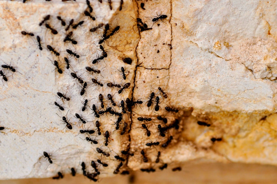 découvrez tout sur les fourmis : leur organisation sociale, leur rôle dans l'écosystème et leurs caractéristiques fascinantes.