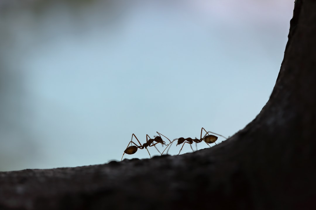 découvrez le monde fascinant des fourmis : leur organisation, leur rôle dans l'écosystème et des faits surprenants sur ces petites insectes.