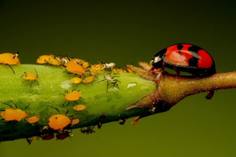 découvrez tout sur les pucerons : identification, impact sur les plantes, méthodes naturelles et chimiques de lutte pour protéger votre jardin efficacement.