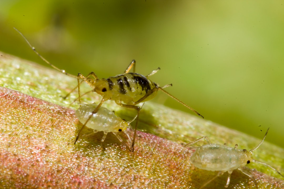 découvrez tout ce qu'il faut savoir sur les pucerons : identification, prévention et méthodes naturelles pour protéger vos plantes efficacement.