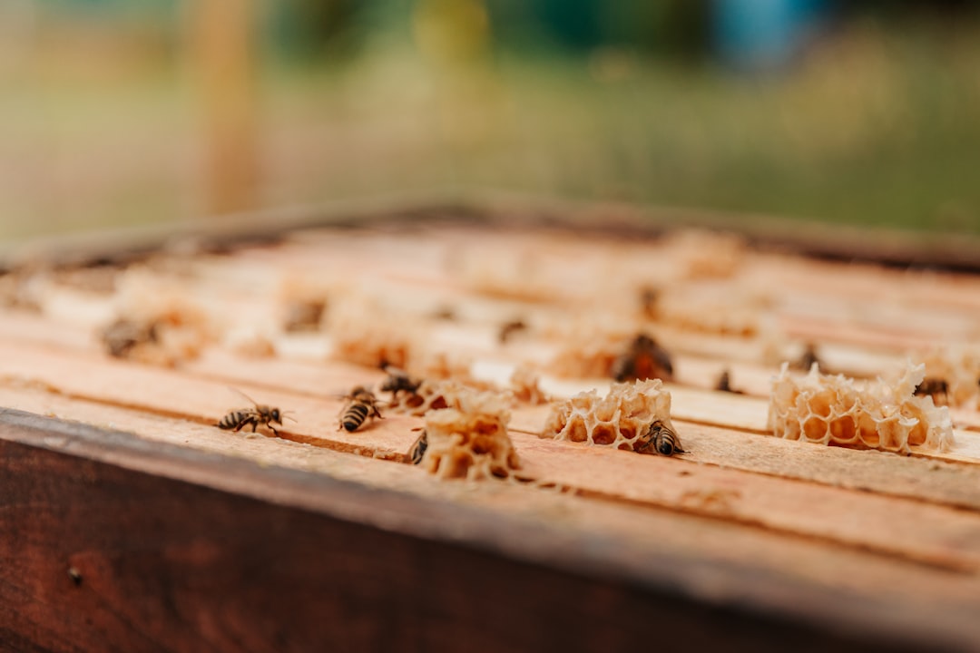 découvrez l'univers fascinant de l'apiculture, l'art de l'élevage des abeilles. apprenez les techniques essentielles pour réussir votre rucher, comprendre la pollinisation et la production de miel. que vous soyez débutant ou apiculteur expérimenté, plongez dans les secrets de cet écosystème essentiel pour notre planète.
