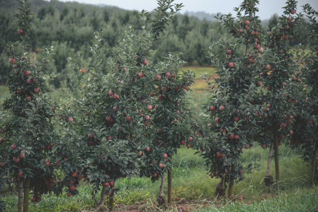 découvrez l'espacement optimal pour les produits apple afin d'améliorer l'esthétique et la lisibilité de vos designs.