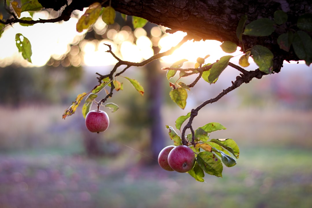 découvrez tout sur le pommier : conseils de culture, entretien, variétés et astuces pour avoir un arbre fruitier en pleine santé dans votre jardin.