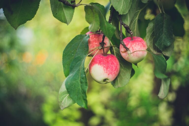découvrez tout sur le pommier : plantation, entretien, variétés et conseils pour cultiver vos propres pommes délicieuses.