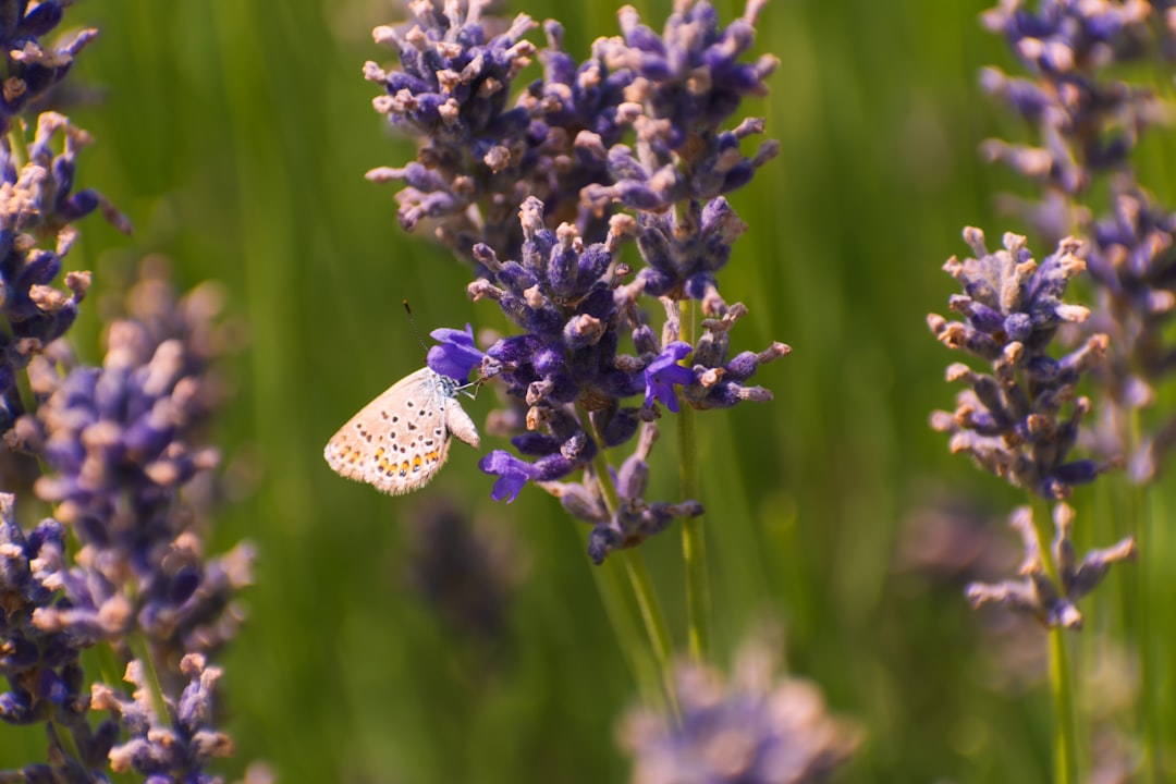 découvrez les plantes aromatiques, leurs bienfaits culinaires et médicinaux, ainsi que des conseils pour les cultiver facilement chez vous.