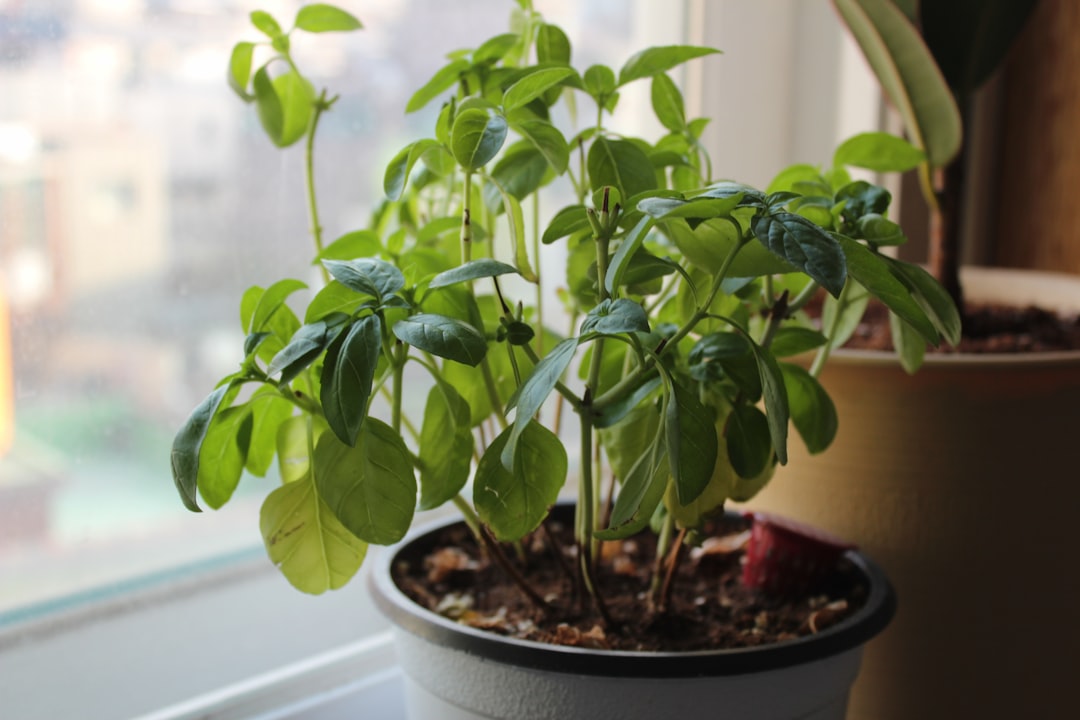 découvrez les plantes aromatiques, leurs bienfaits et comment les cultiver facilement chez vous pour parfumer vos plats et votre jardin.