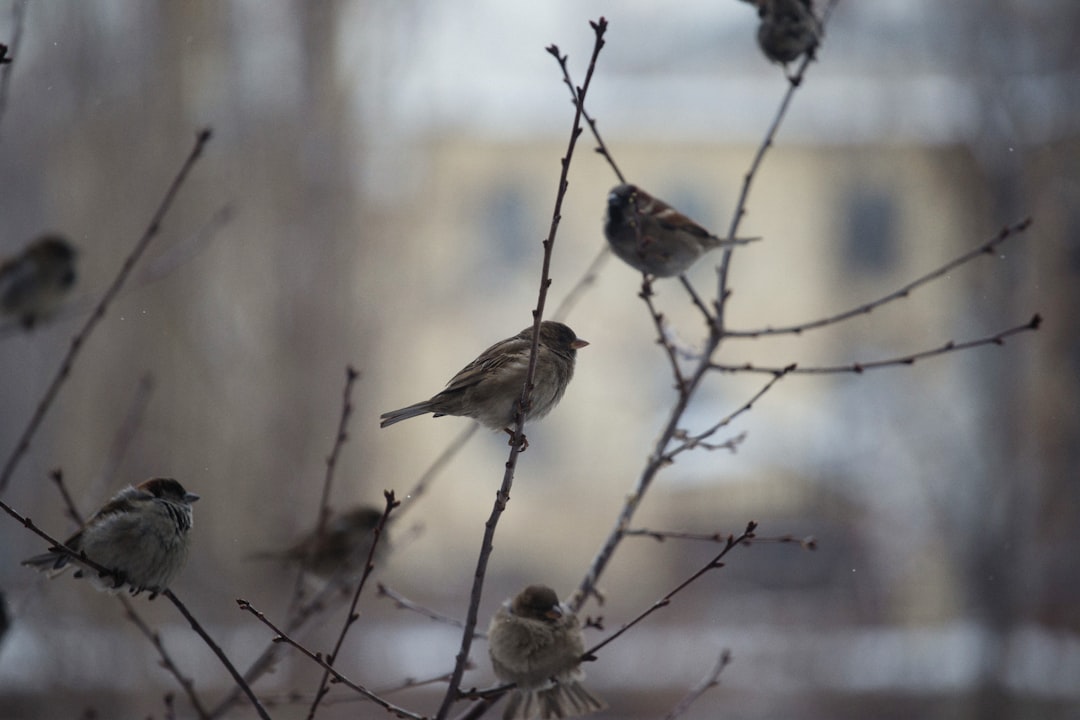 découvrez comment attirer les oiseaux chanteurs dans votre jardin grâce à des astuces simples et efficaces pour créer un environnement accueillant et favorable à leur présence.