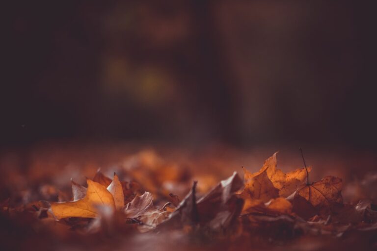 découvrez la beauté envoûtante des feuilles d'automne qui parent la nature de couleurs chaudes et éclatantes. plongez dans l'atmosphère cosy de la saison automnale et laissez-vous inspirer par la magie des paysages automnaux.