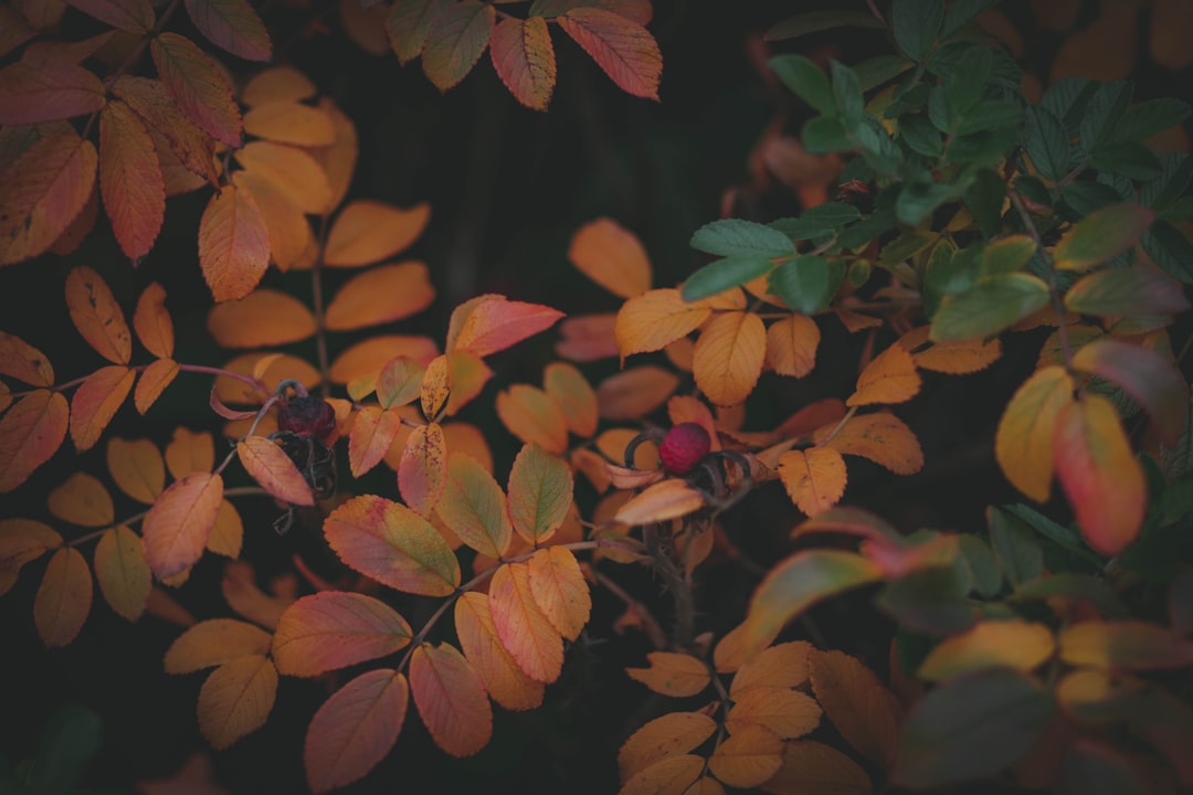 découvrez les tâches essentielles de jardinage en automne pour préparer votre jardin à la saison froide et favoriser une croissance saine au printemps.