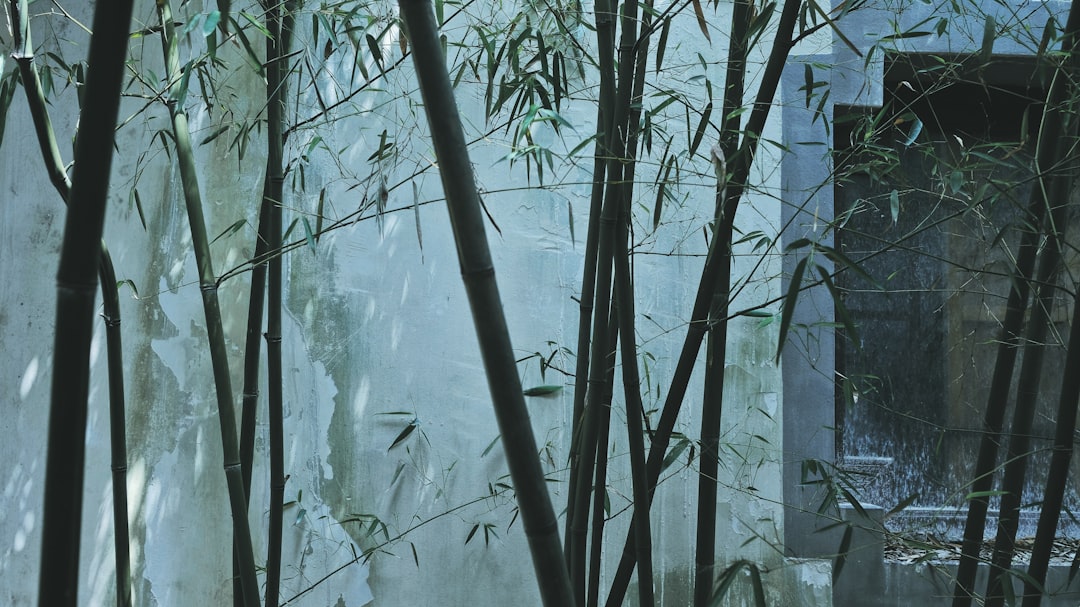 découvrez l'univers fascinant du bambou, une plante versatile et écologique. explorez ses multiples utilisations, des matériaux de construction durables aux accessoires de mode éthiques. apprenez comment le bambou contribue à la préservation de l'environnement et comment l'intégrer dans votre quotidien.