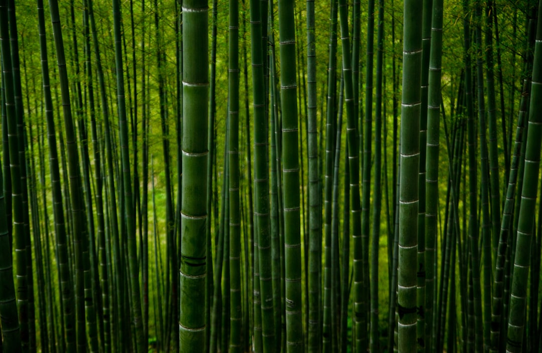 découvrez l'univers fascinant du bambou, une plante remarquable aux multiples usages. explorez ses caractéristiques, ses bienfaits pour l'environnement et son utilisation dans la décoration, l'artisanat et le jardinage.