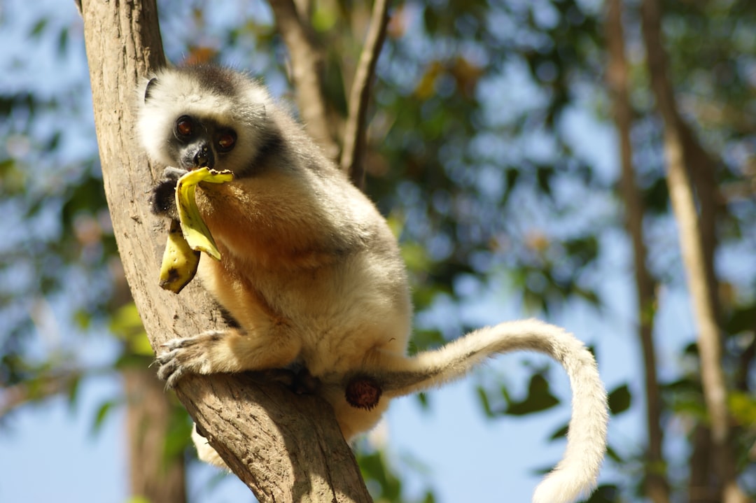 découvrez les utilisations surprenantes et écologiques de la peau de banane, un déchet naturel aux multiples bénéfices pour la maison et le jardin.