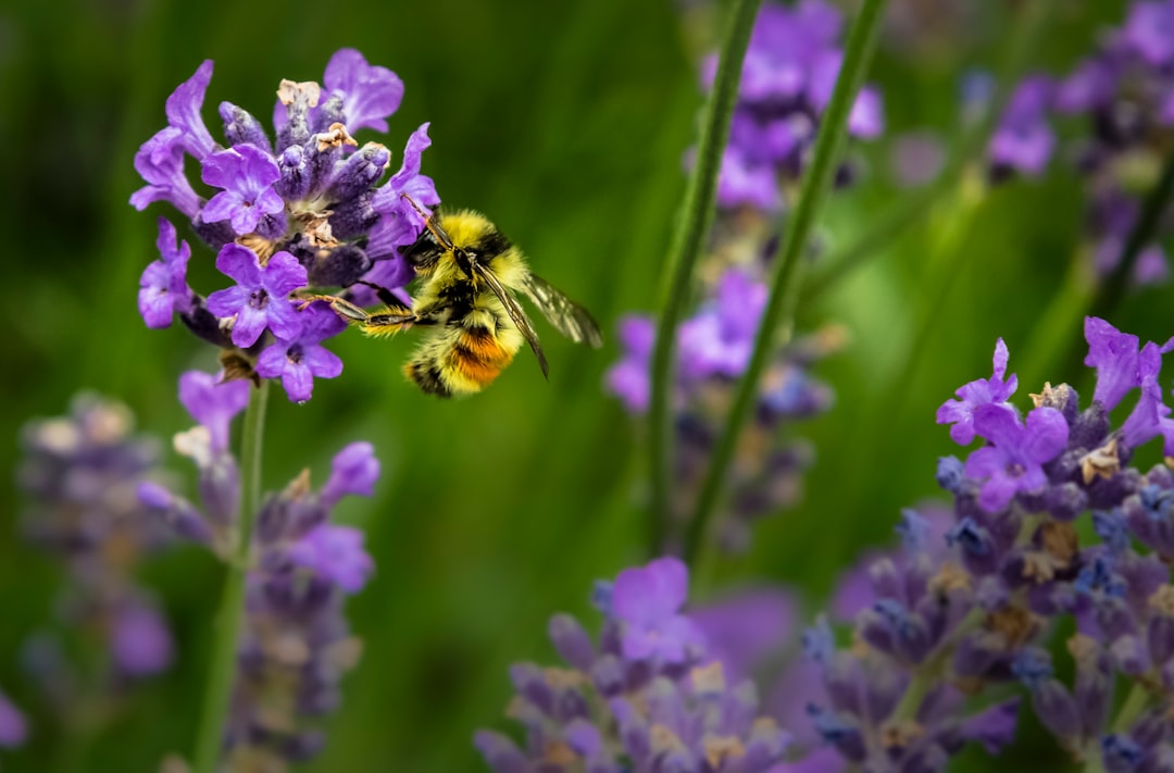 découvrez tout sur les abeilles : leur rôle essentiel dans la pollinisation, leur importance pour la biodiversité, les différentes espèces et comment les protéger face aux menaces actuelles.
