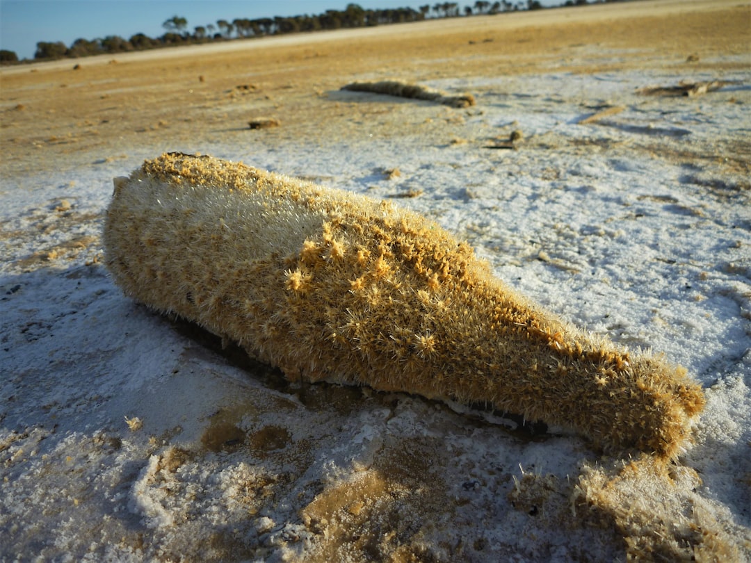 découvrez la pratique ancienne du 'bottle burial', une méthode funéraire unique où les dépouilles sont déposées dans des bouteilles, révélant des traditions culturelles fascinantes et des mystères archéologiques.